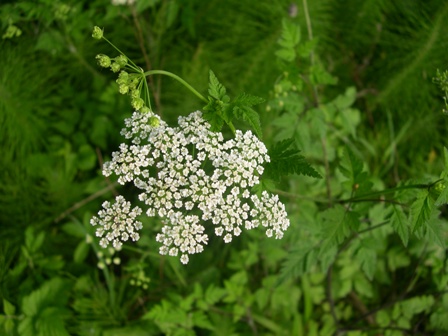 Chaerophyllum temulum